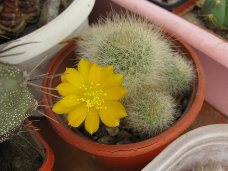 R.senilis v.kesselengiana