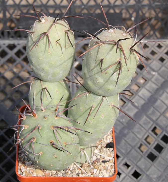 Tefrocactus geometricus HPT375 clon 2
