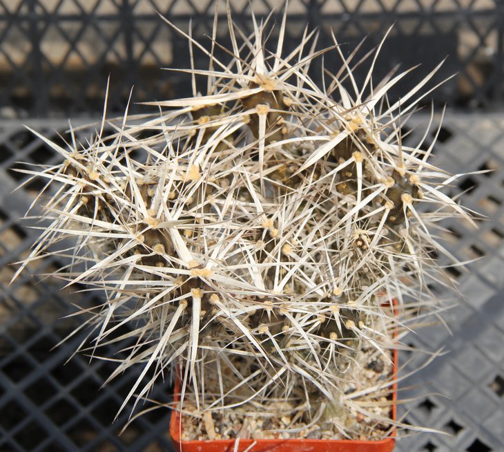 Maihueniopsis platyacantha(darwinii hickeinii)