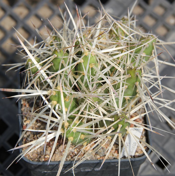 Maihueniopsis glomerata andicola