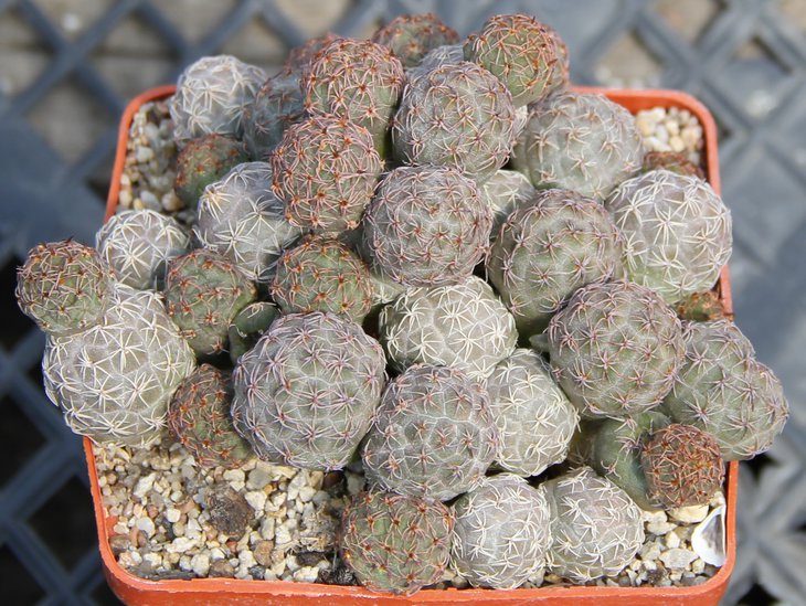 Puna bonniae