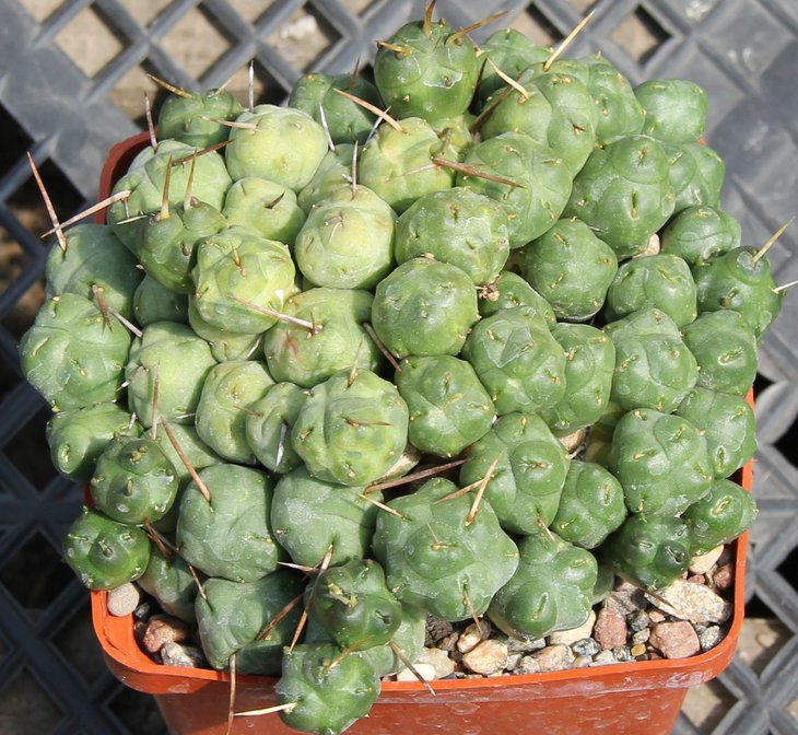 Cumulopuntia rossiana