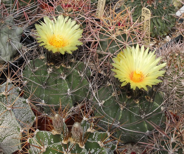 Astrophitum senileXornatum