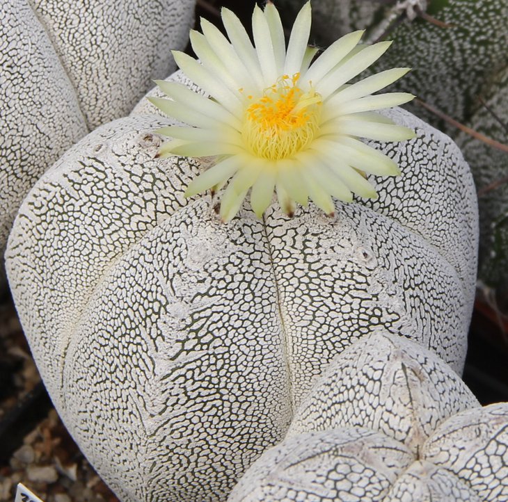 Astrophitum ONZUKA