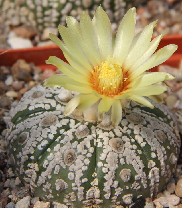 Astrophitum SUPER KABUTO.