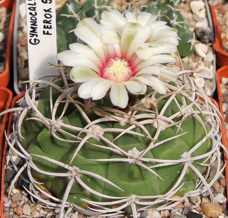 Gymnocalycium ferox STO498