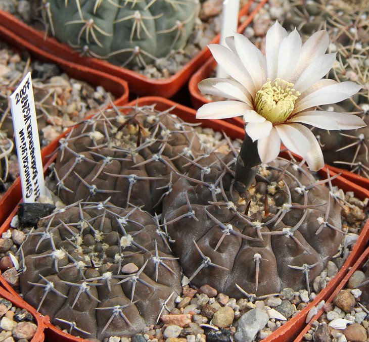 Gymnocalycium sp.VG211 X bodenbenderianum VG248