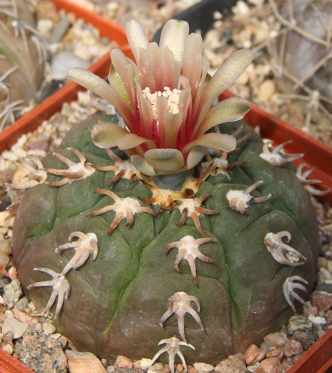 Gymnocalycium spegazzinii unguispinum SL44b