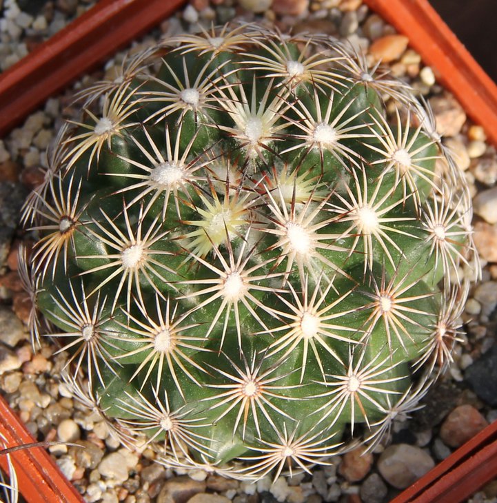 Coryphantha echinoidea Las Cruces