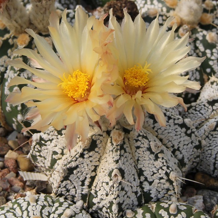 Astrophitum crassispinoidesXSK.
