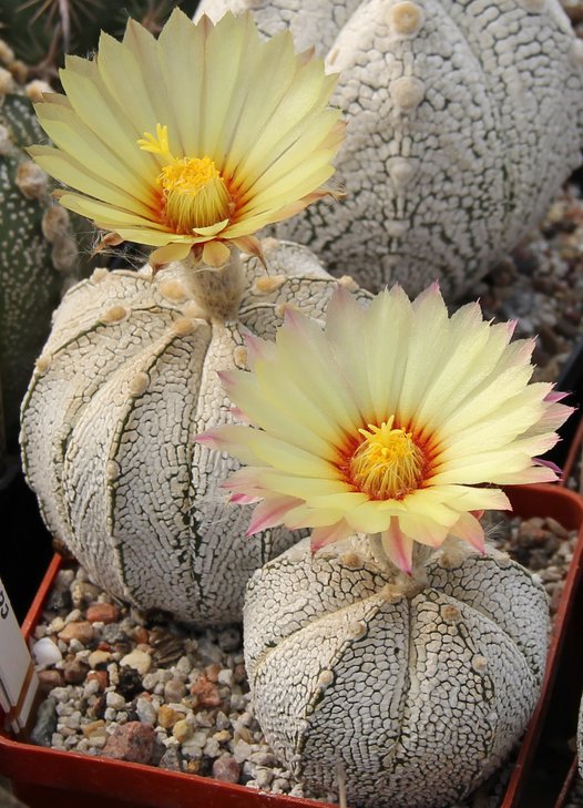 Astrophitum coahXSK.