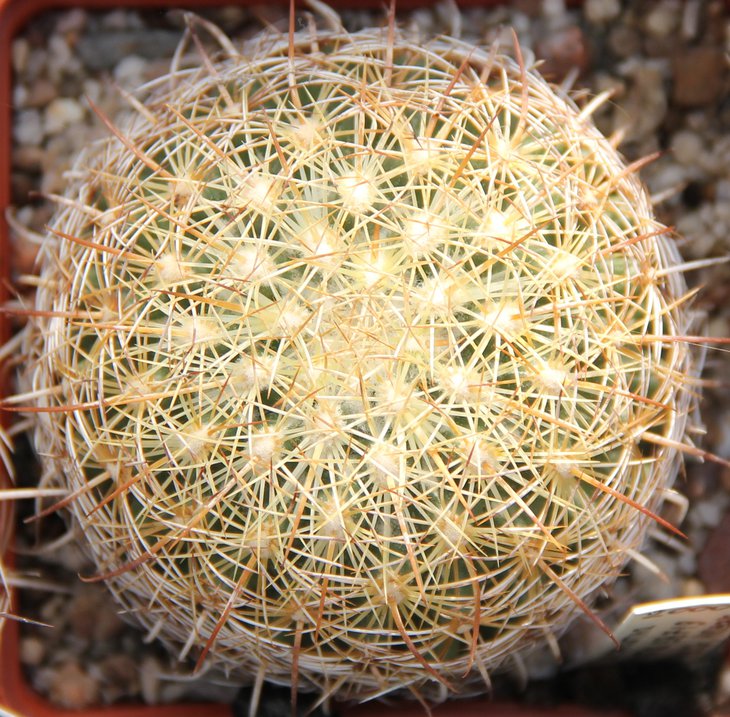 Coryphantha recurvata SB719