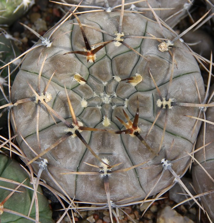 Gymnocalycium borthii nogolense VG684
