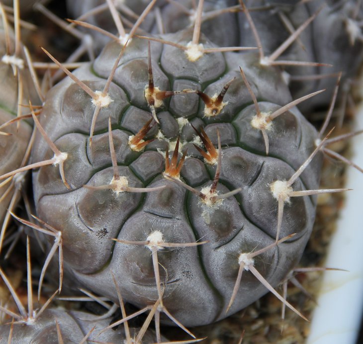 Gymnocalycium striglianum aeneum VG408