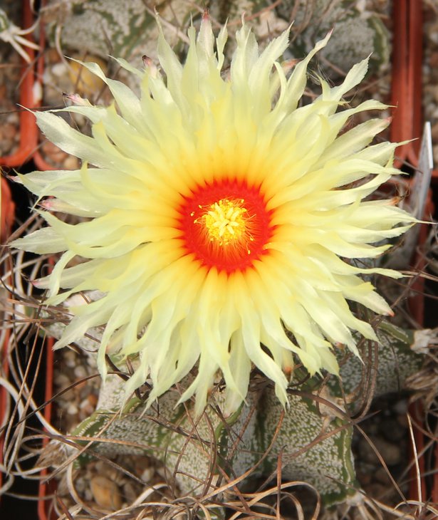 Astrophitum capricorne minor SB323