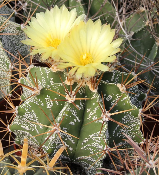 Astrophitum ornatum