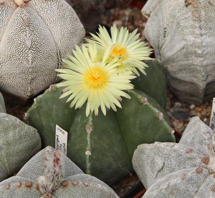Astrophitum myriostigma nudum