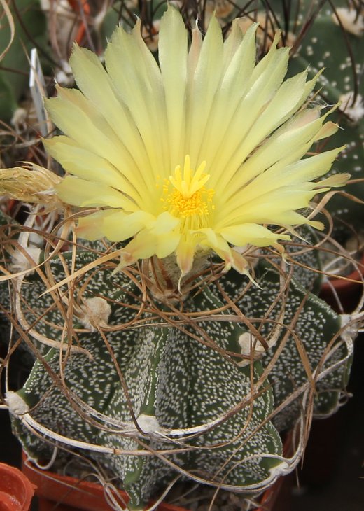 Astrophitum crassispinoides