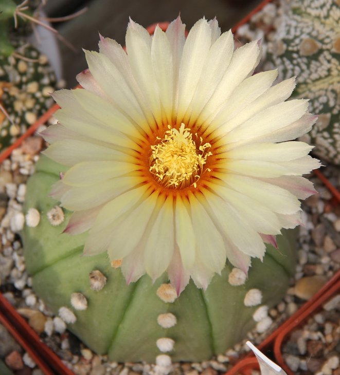 Astrophitum asterias nudum