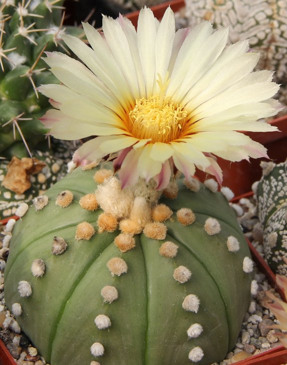 Astrophitum asterias nudum.