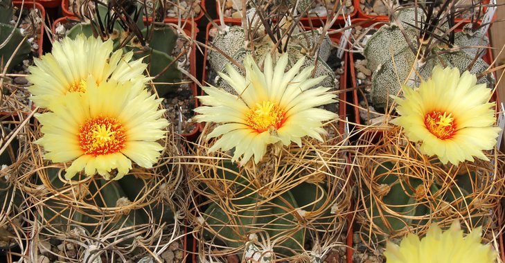 Astrophitum senile aureum