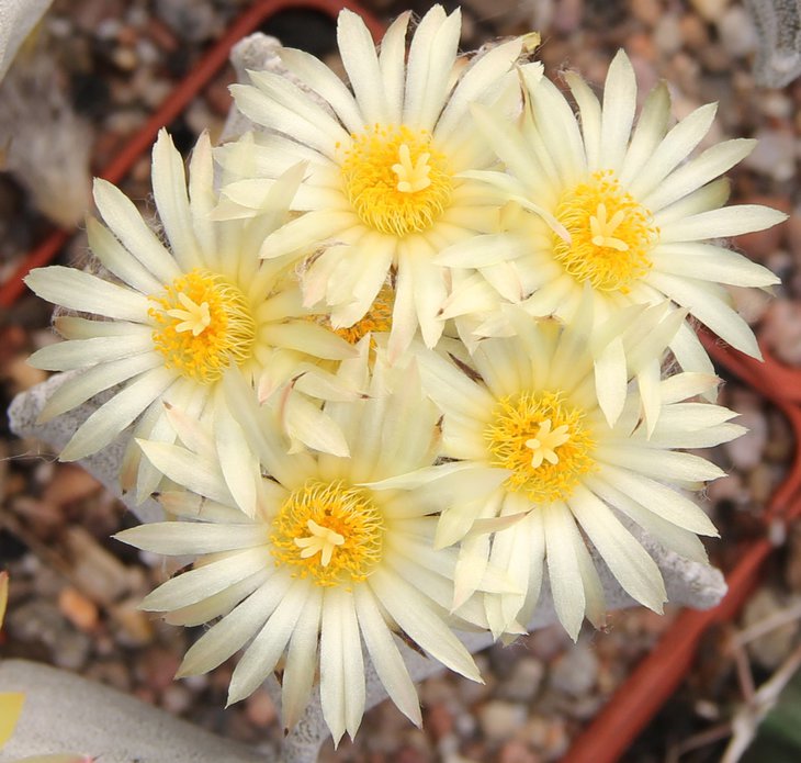 Astrophitum myriostigma columnare