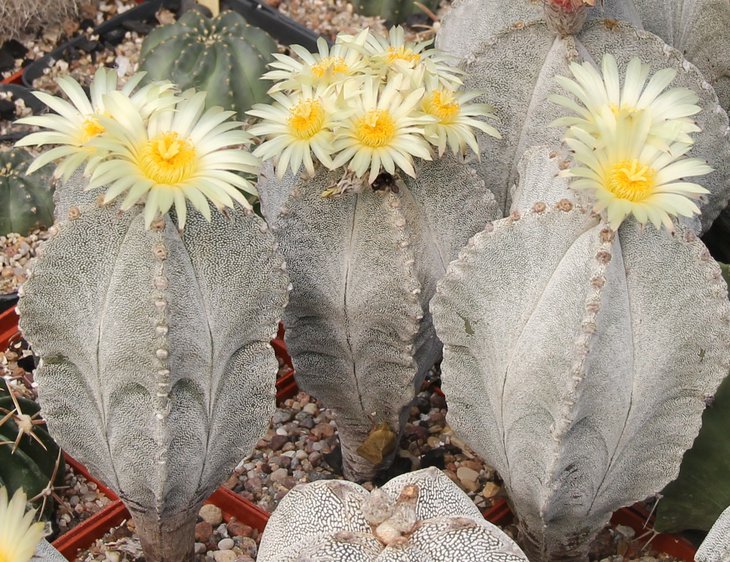 Astrophitum myriostigma columnare.