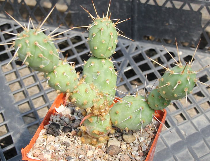 Opuntia fragilis X polyacantha SB595