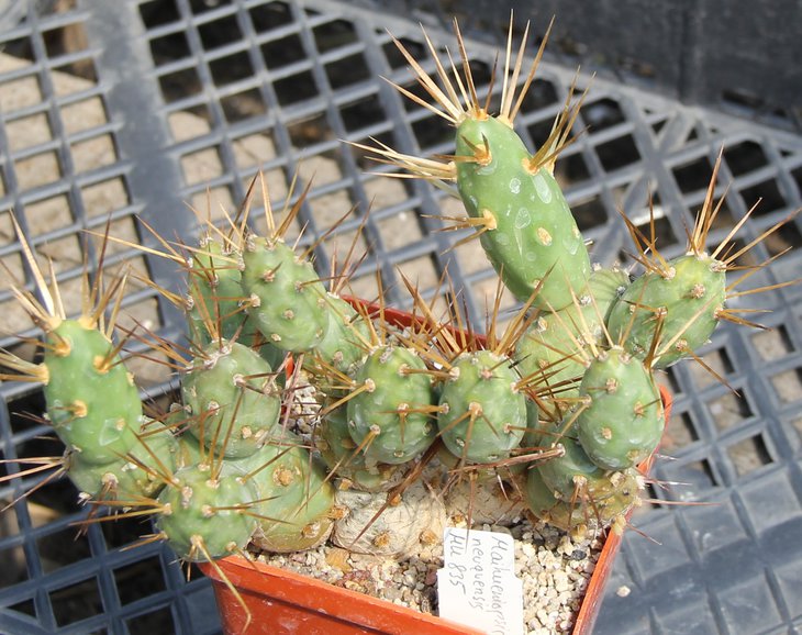 Maihueniopsis neuguensis MK835