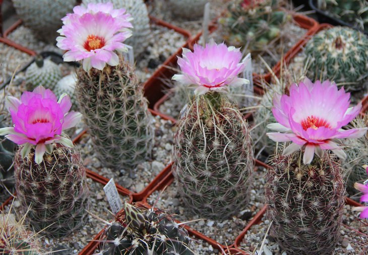 Thelocactus bicolor zwakii CZ043..