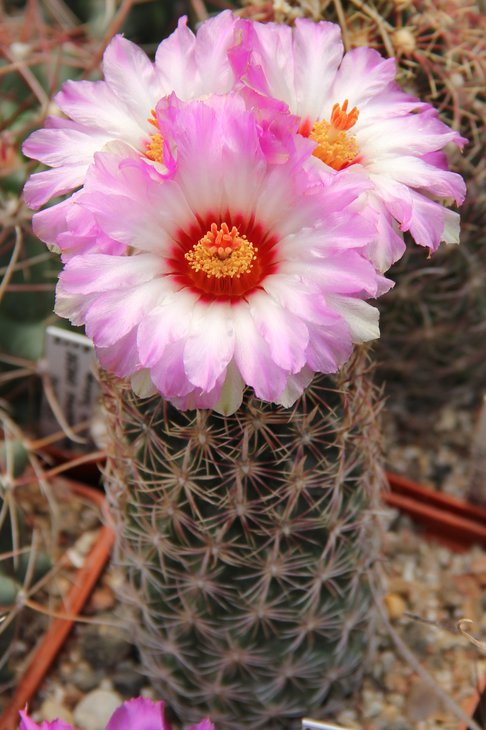 Thelocactus bicolor zwakii CZ043..