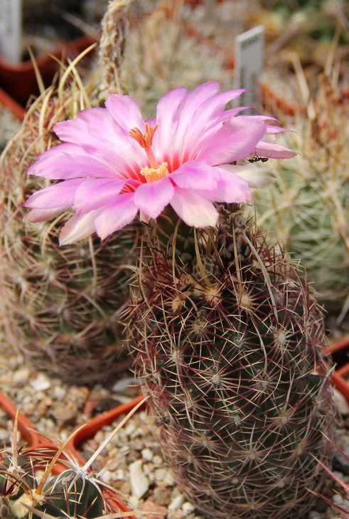 Thelocactus bicolor zwakii CZ043..
