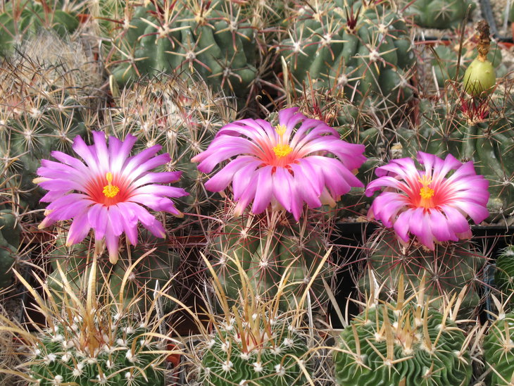 Thelocactus bicolor ALPIN BUREL..