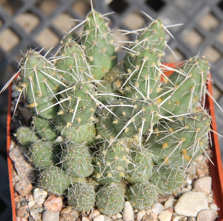 Maihueniopsis mandragora VG393 Fiambala Cat. 2983m  kk543.55...