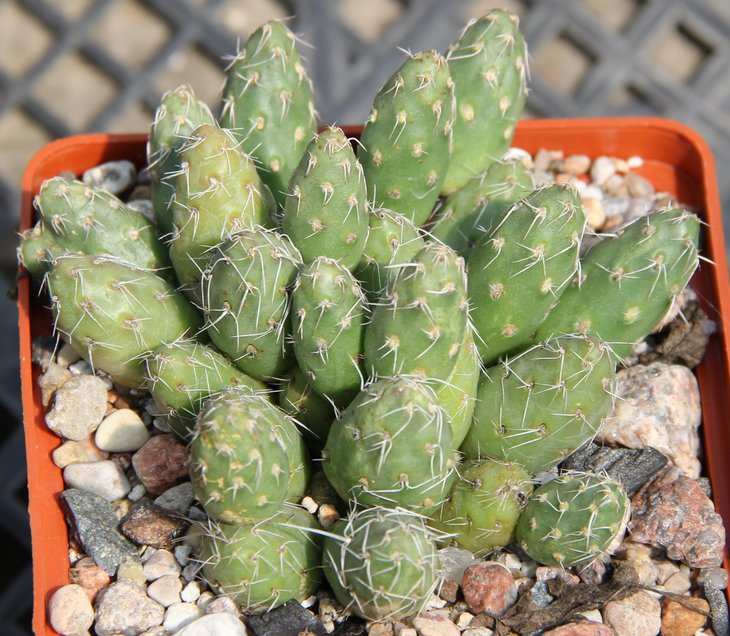 Maihueniopsis mandragora VG393 Fiambala Cat. 2983m  kk543.55...