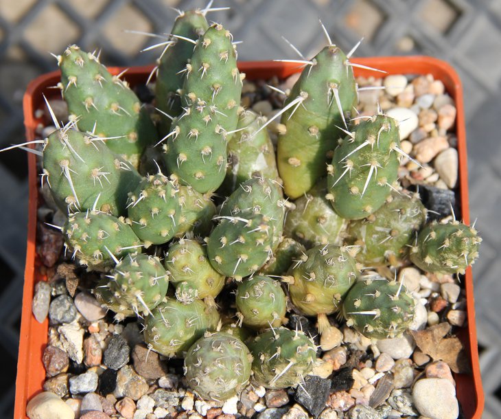 Maihueniopsis mandragora VG393 Fiambala Cat. 2983m  kk543.55...