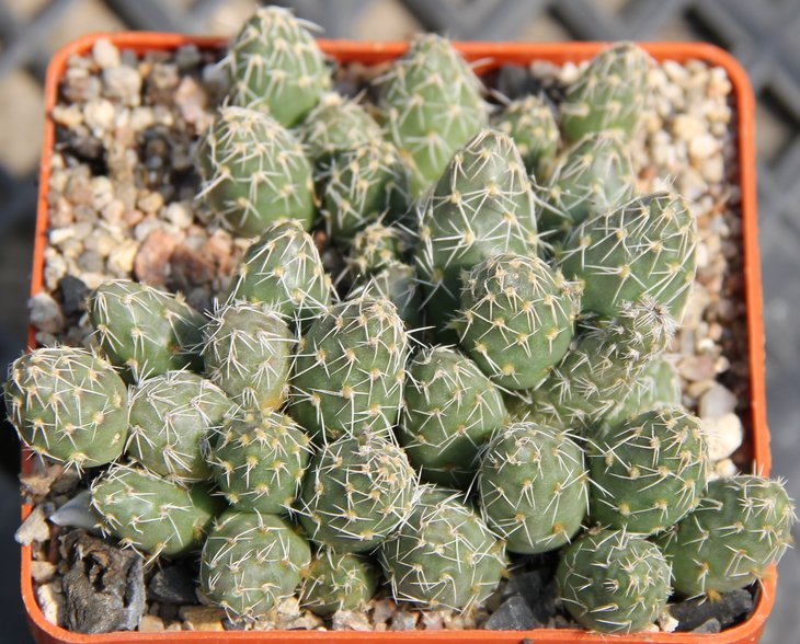 Maihueniopsis mandragora VG393 Fiambala Cat. 2983m  kk543.55...