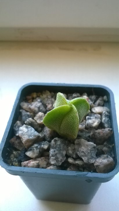 WP_20150828_004.jpg