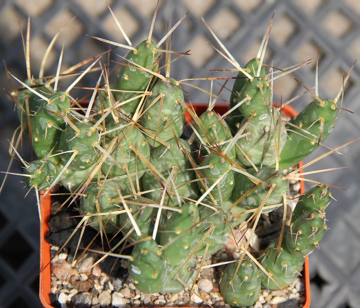 Maihueniopsis glomerata CJH128a.
