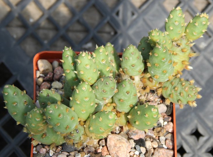 Maihueniopsis ovata RH6661 Mina Salagas Mendosa.