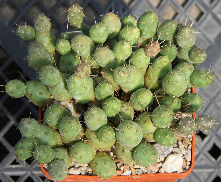 Maihueniopsis ovata russelii MK174