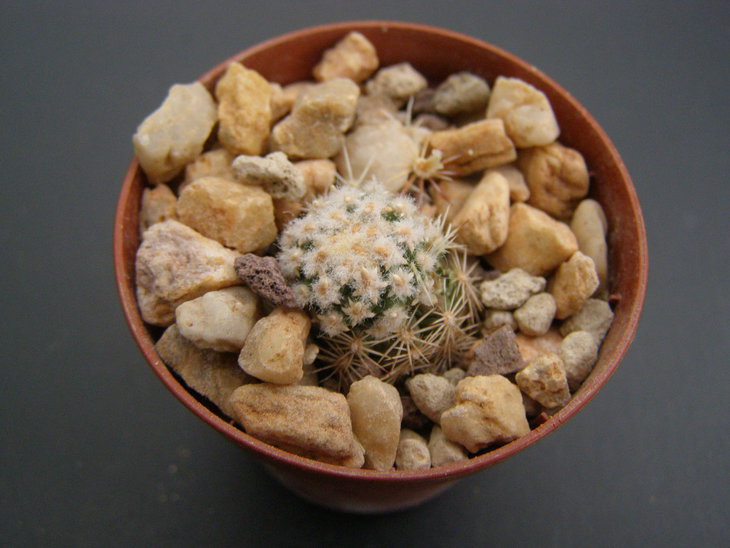 navajoa peeblesiana ssp.fickeisenii,Bedrock Canyon,Az,new locality