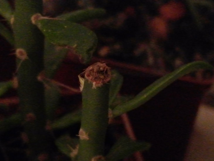 CAM01690.jpg