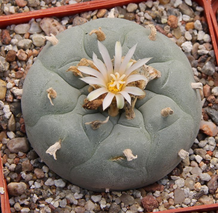L.fricii albiflora RS404  Ejido Viesca center Coah