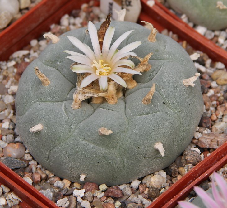 L.fricii albiflora RS404  Ejido Viesca center Coah