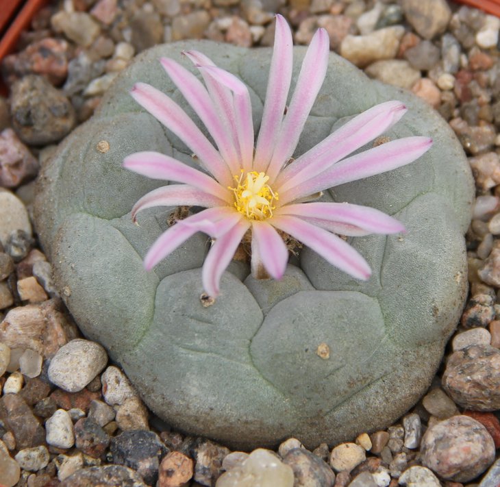 L.fricii  Viesca    Habermann.