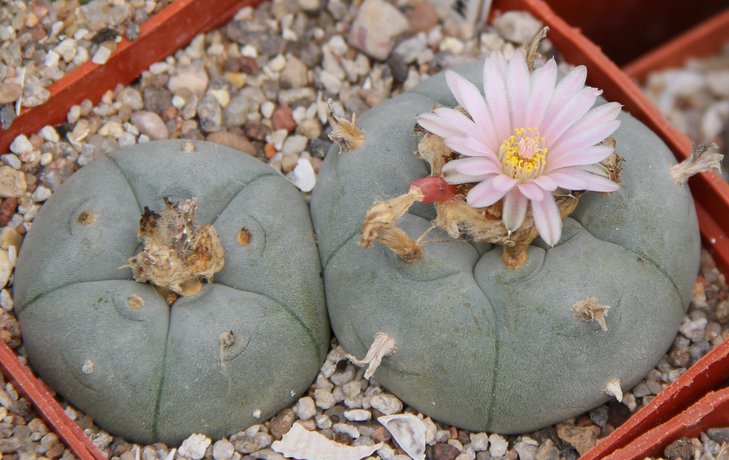 L.williamsii grymii  El Huizache   Pavlicek.