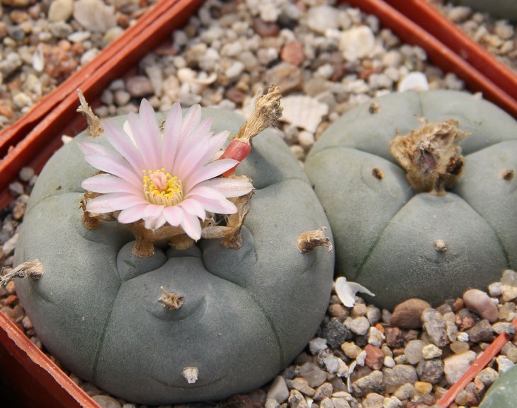 L.williamsii grymii  El Huizache   Pavlicek.