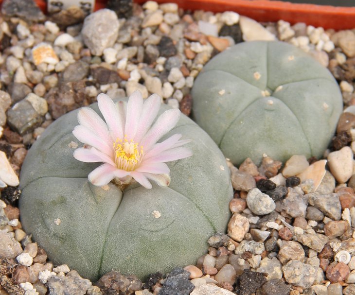 L.williamsii VCCB072 Las Coloradas Coah