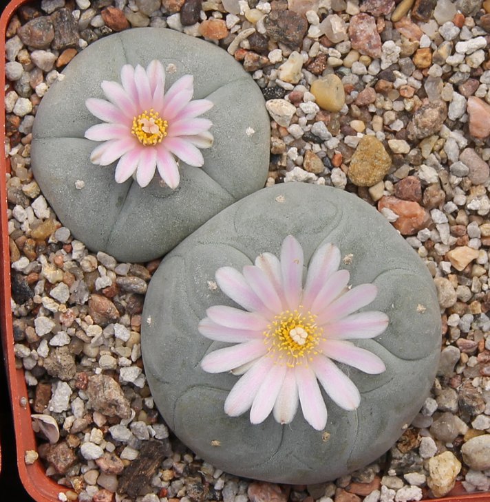L.williamsii MK71.215 Entrongue Hipolito Coah.